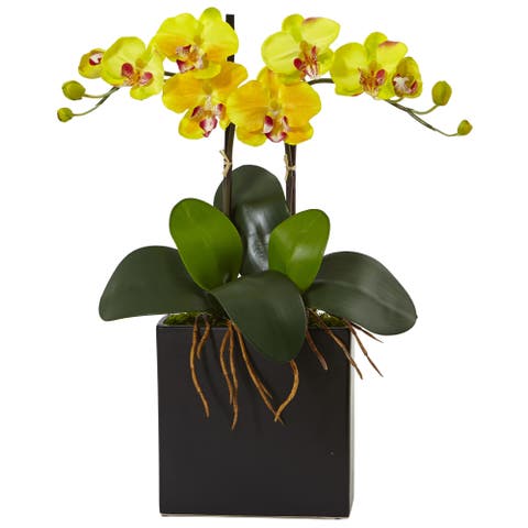 18.5-in Double Mini Phalaenopsis in Black Vase Yellow