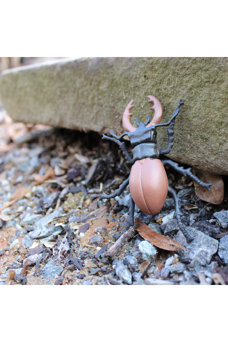 Life Cycle Of A Stag Beetle, Alternate, color, No Color