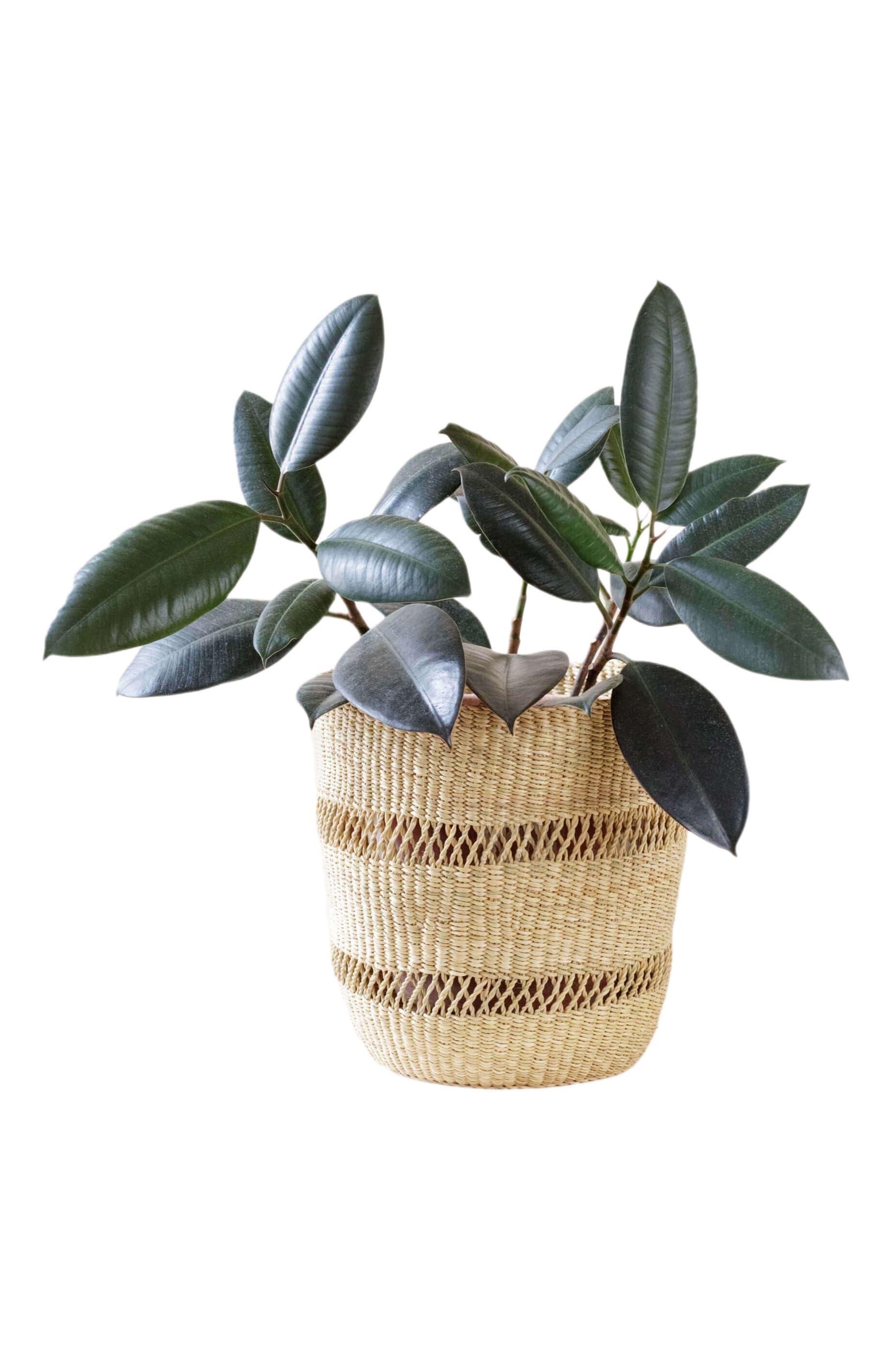 Distressed Cream Terracotta Planter with Fluted Texture