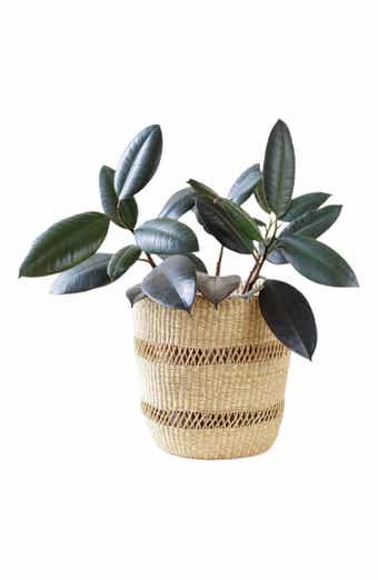 Distressed Cream Terracotta Planter with Fluted Texture