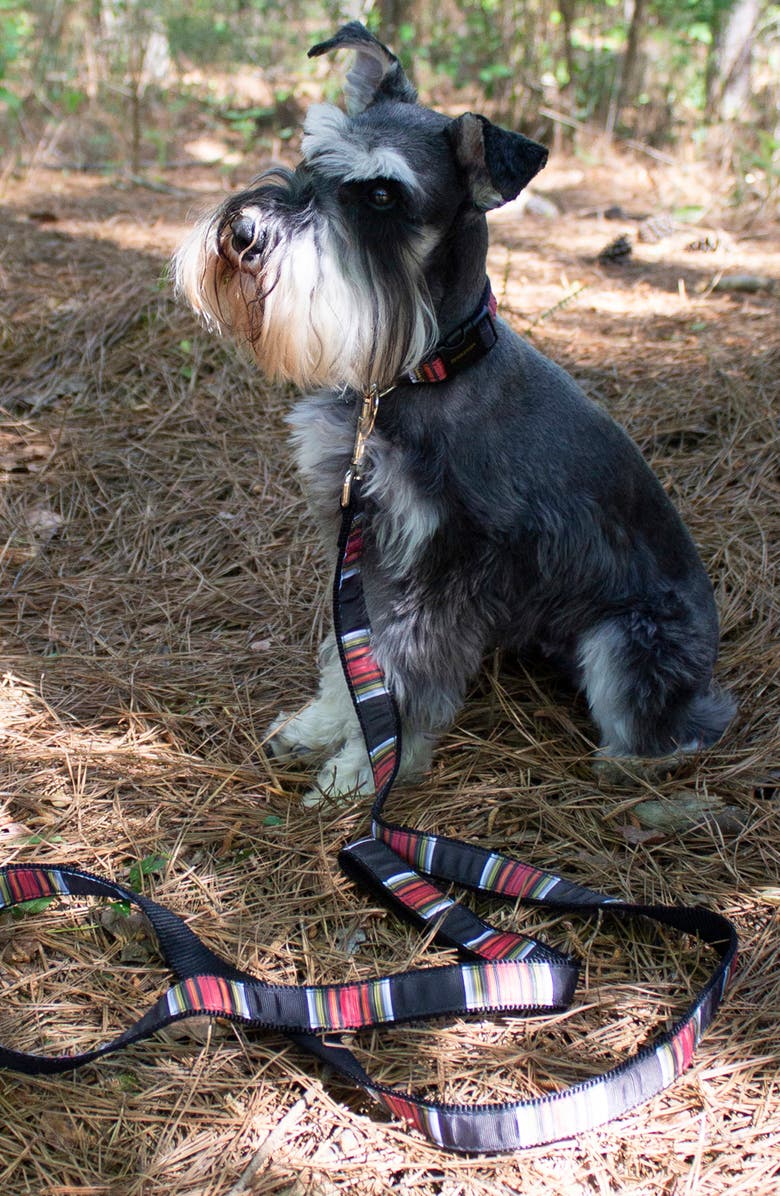 Pendleton Acadia Dog Collar, Alternate, color, 