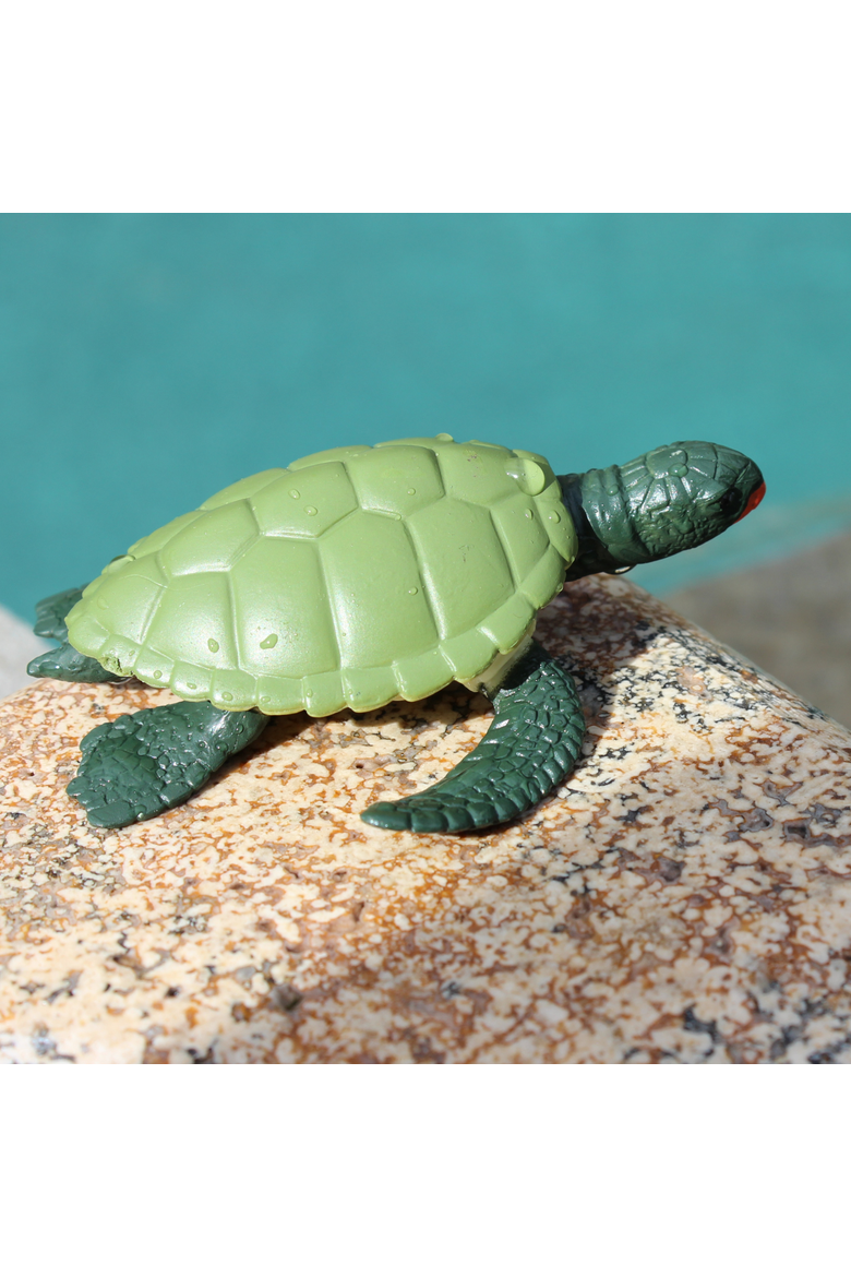 Life Cycle Of A Green Sea Turtle, Alternate, color, No Color