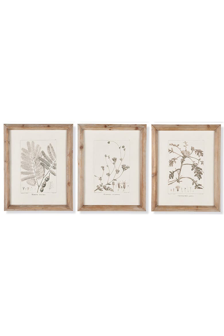 Botanical Illustrations Set of 9, Alternate, color, Gray