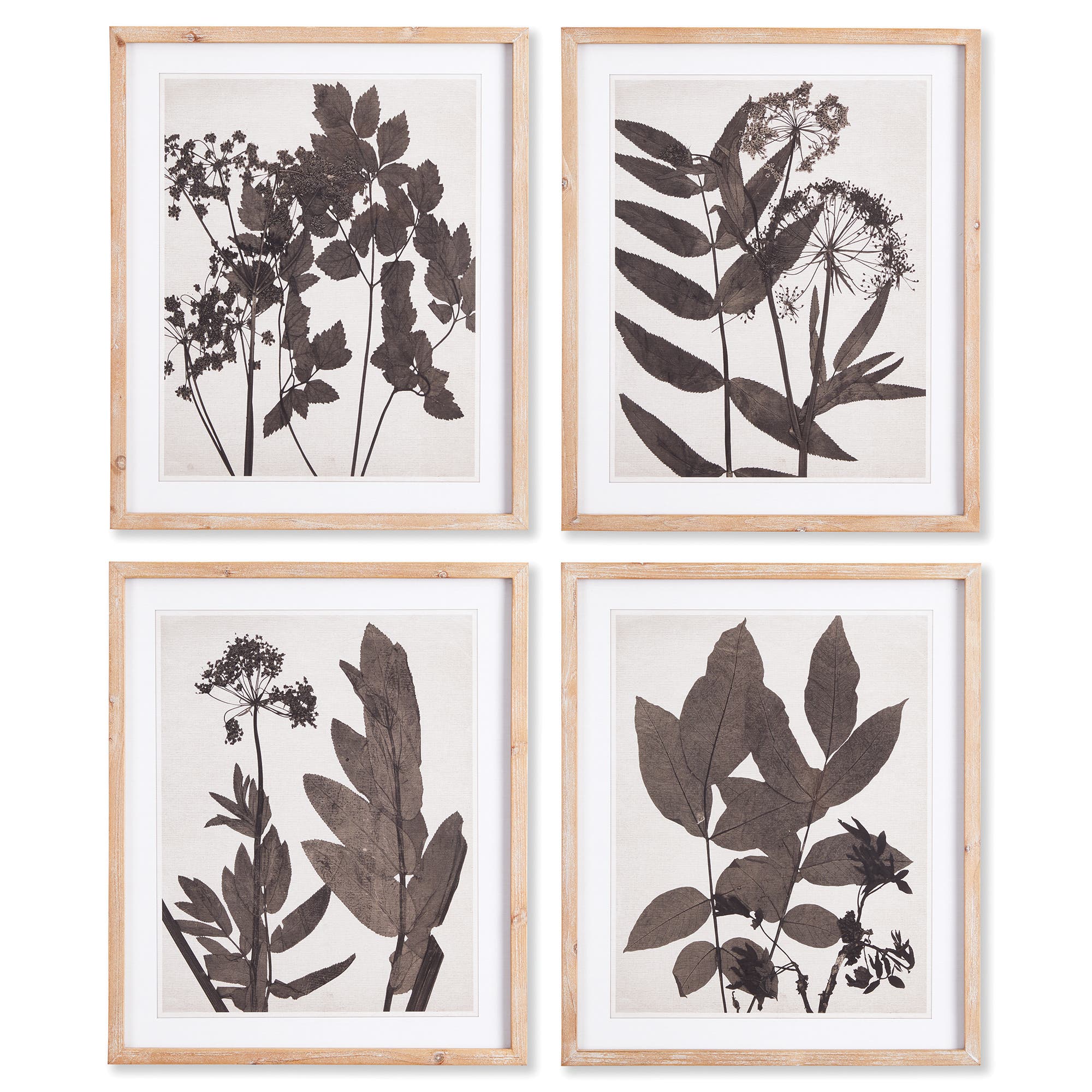 Napa Home & Garden Pressed Foliage Plant Art Prints With Light Wood Frame Set Of 4 In Black