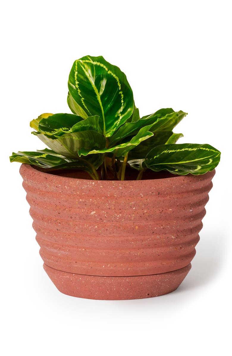 Areaware Racine Planter with Saucer, Alternate, color, 