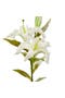 selected White