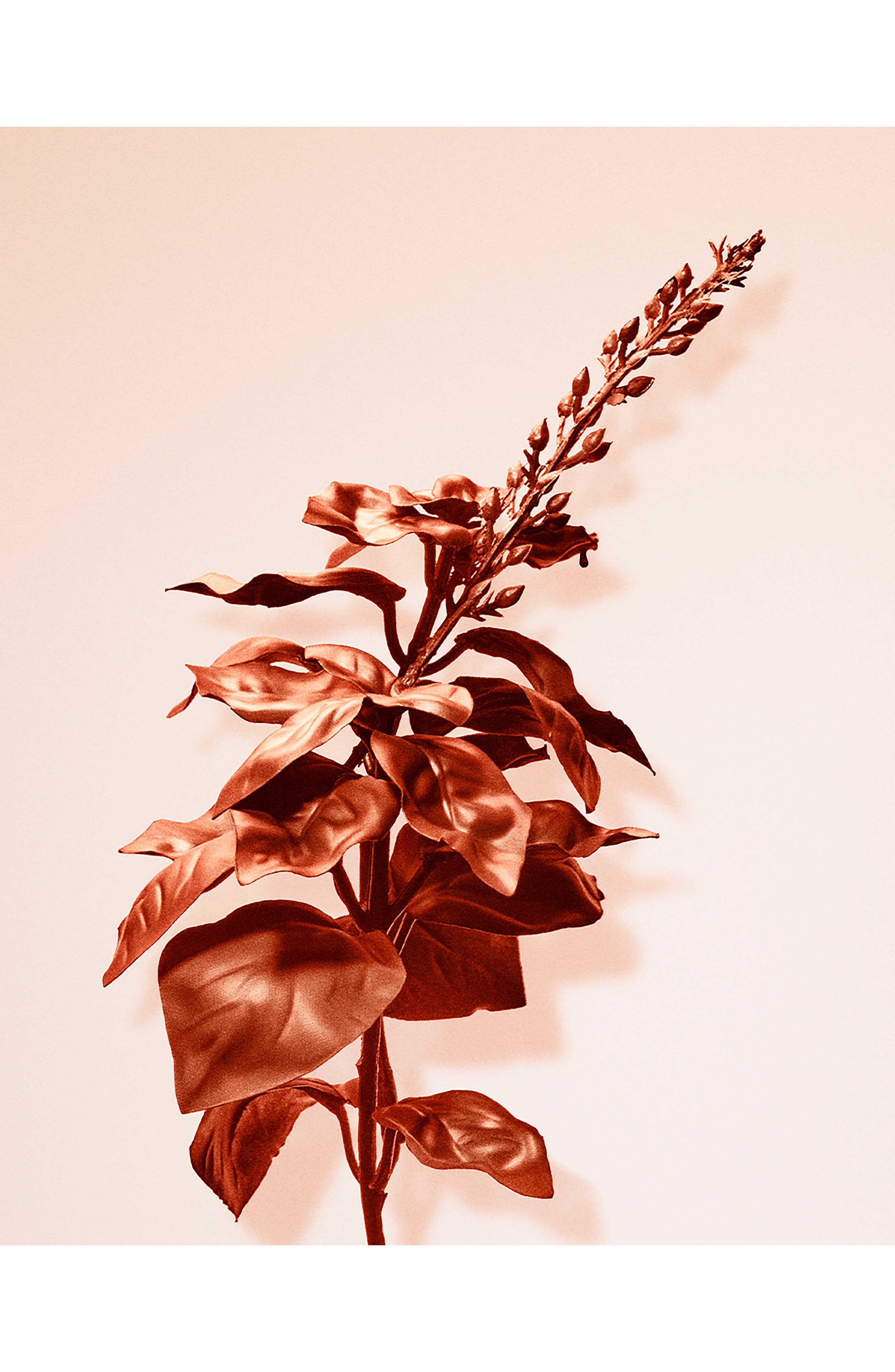 Rose Gold Intense Eau de Parfum (Women) | Nordstrom