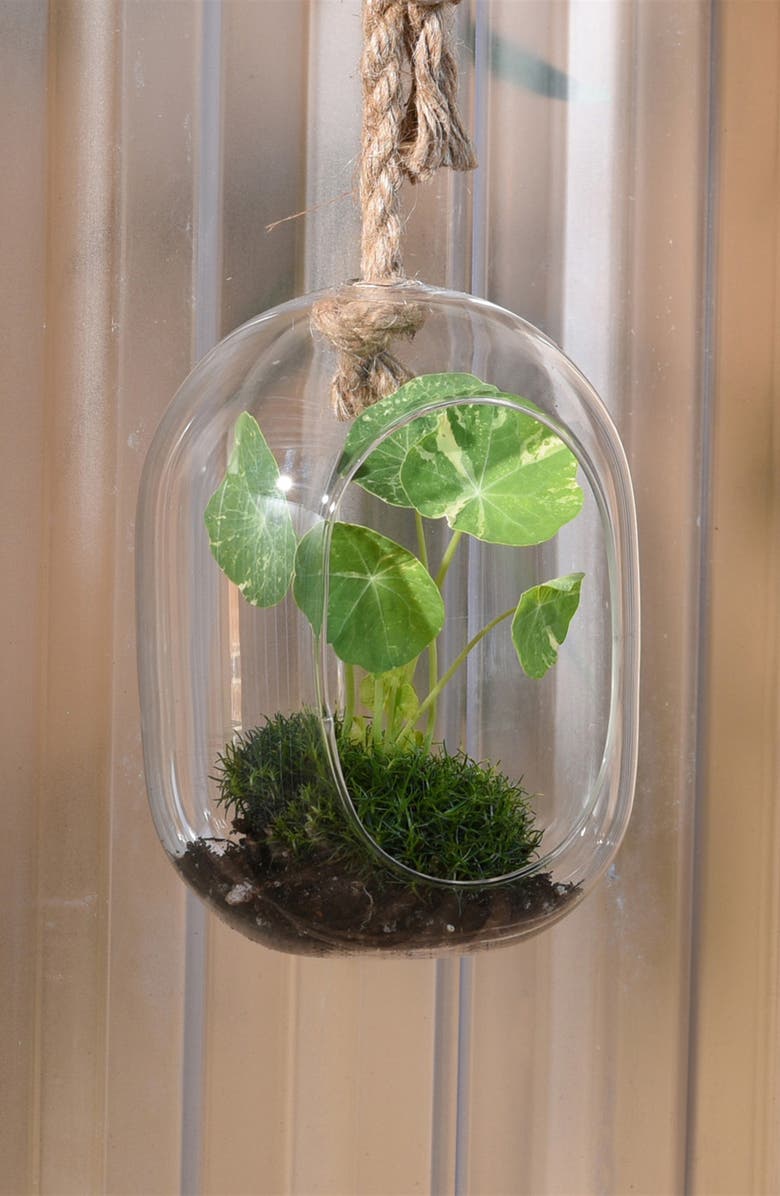 HomArt Wide Hanging Glass Terrarium, Alternate, color, 