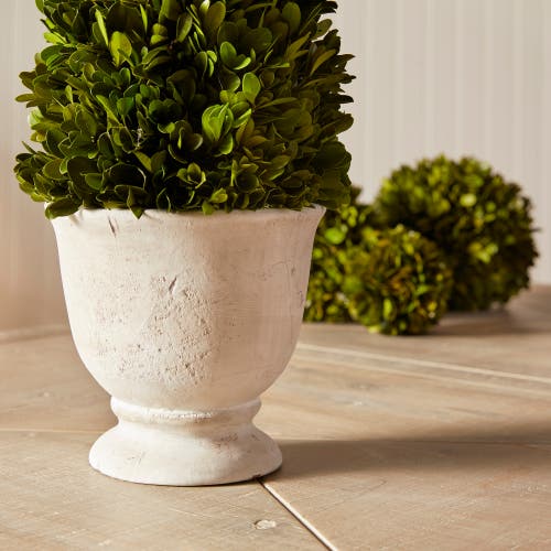 Napa Home & Garden Boxwood Cone Topiary In Pot In Green