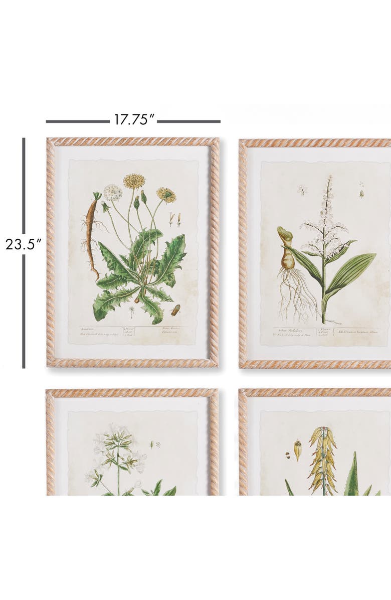 Napa Home & Garden Vintage Botanical Study Set of 4, Alternate, color, 
