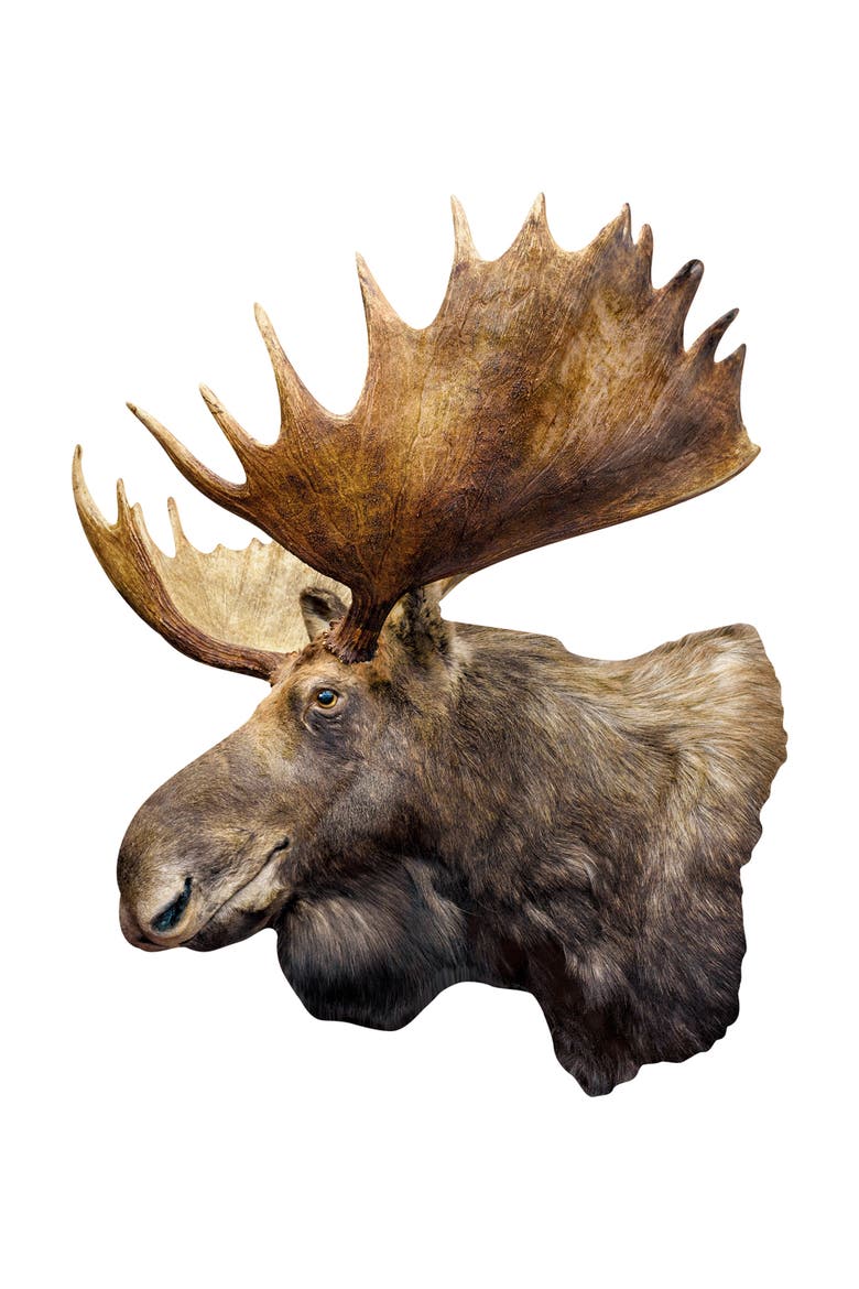Moose 100 Piece Shaped Jigsaw Puzzle, Alternate, color, Multicolor