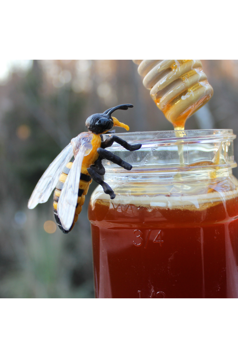 Life Cycle Of A Honey Bee, Alternate, color, No Color