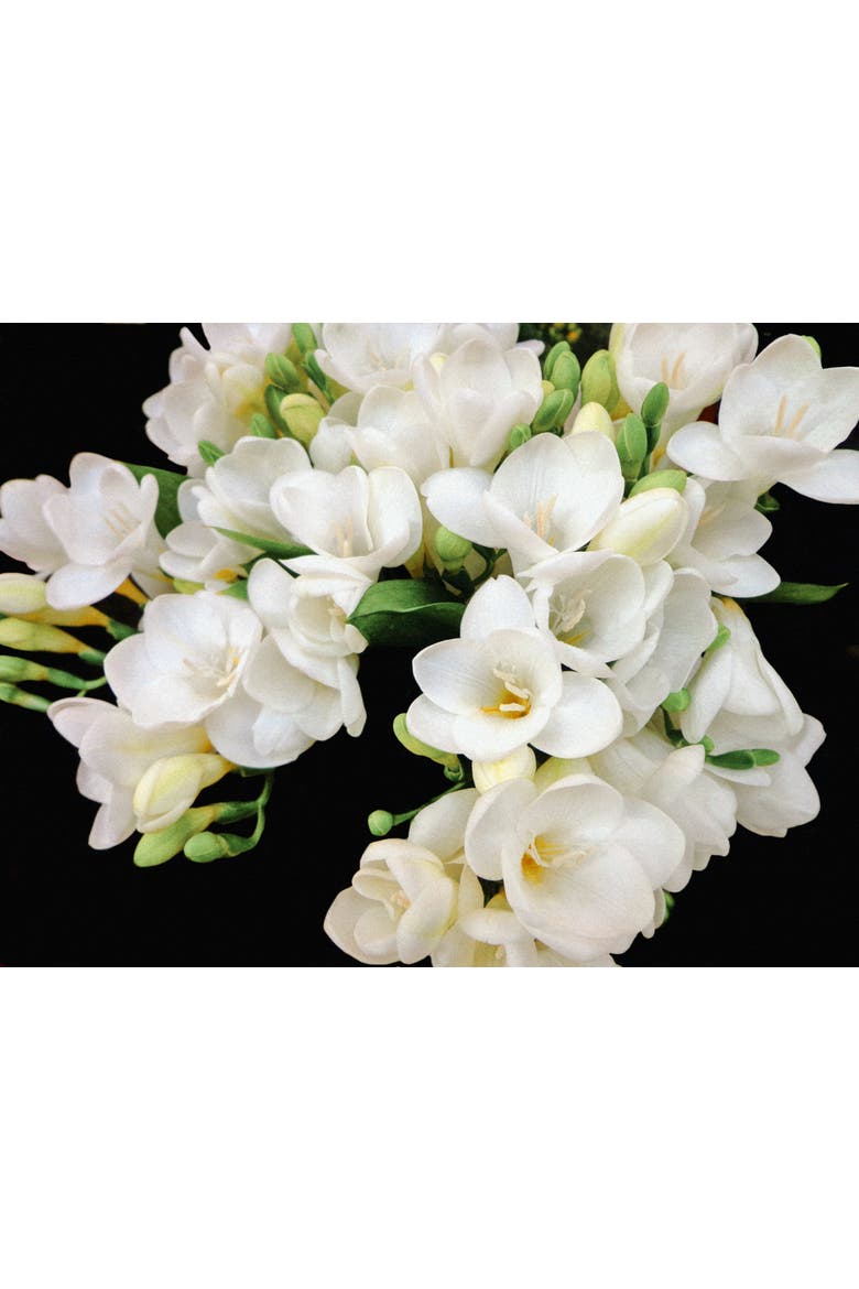 Scented Insert Freesia, Alternate, color, White