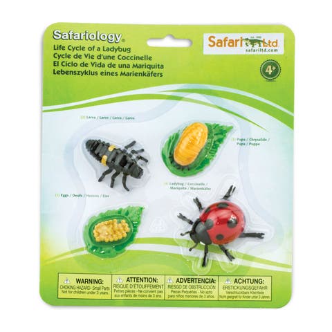Life Cycle Of A Ladybug
