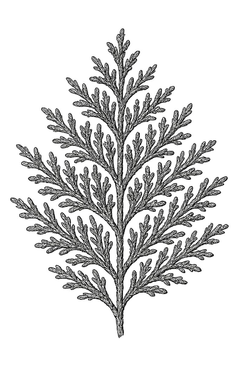 AMOUAGE Opus XVI Timber Perfume, Alternate, color,