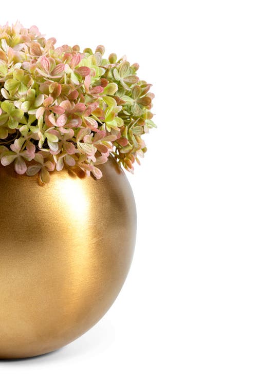 COCOBELLA COCOBELLA OZIAS GOLD SNOWBALL HYDRANGEA