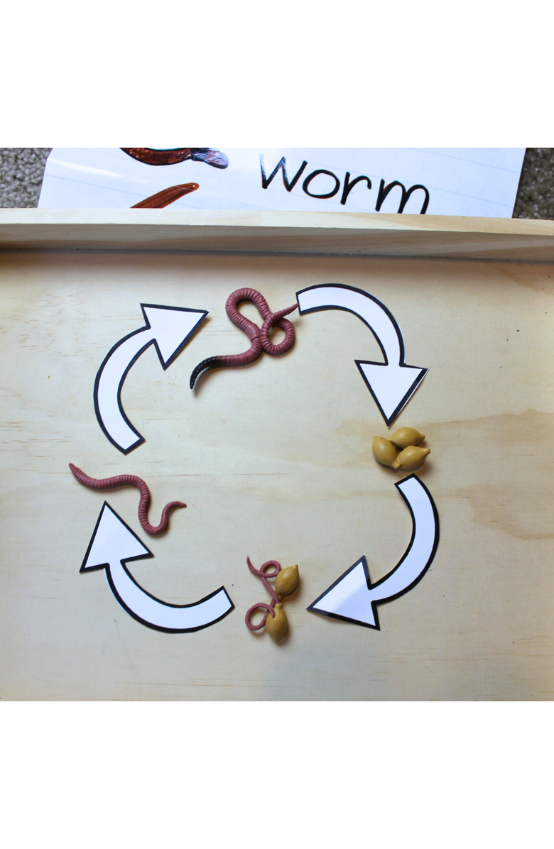Safari Ltd. Life Cycle Of A Worm, Alternate, color, NO COLOR