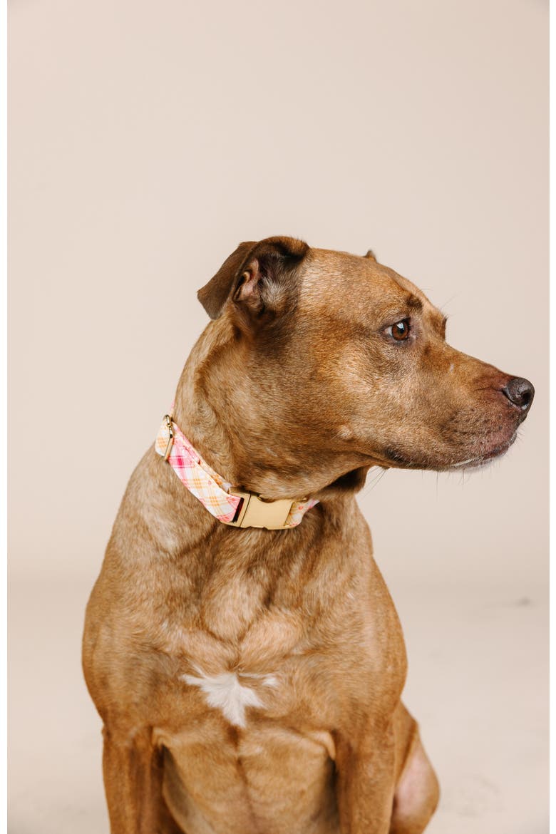 Lottie Dog Collar, Alternate, color, Lottie