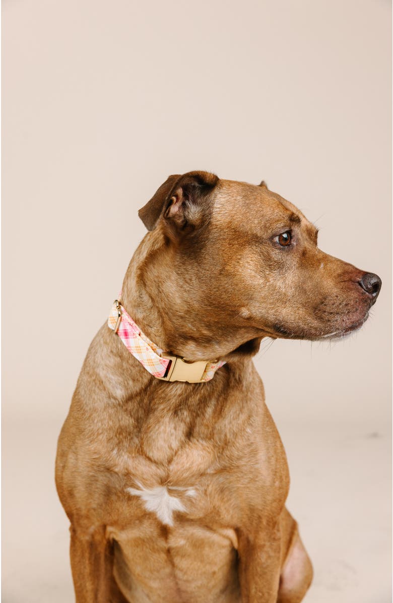 Pink Papyrus Lottie Dog Collar, Alternate, color, Lottie