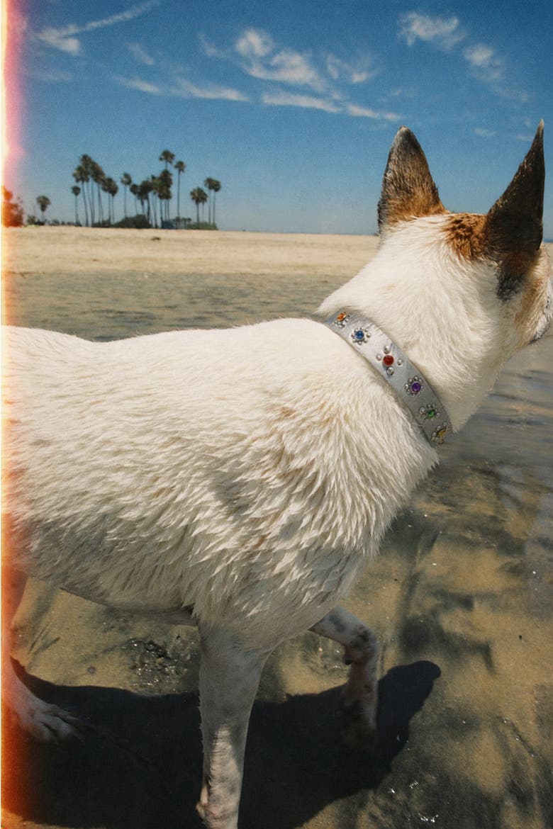 Silver Flower Dog Collar, Alternate, color, Silver