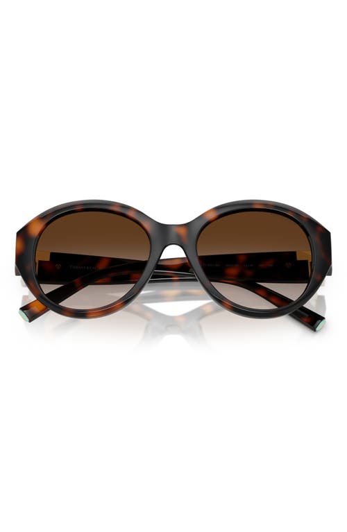 Tiffany & Co . 53mm Gradient Round Sunglasses In Havana