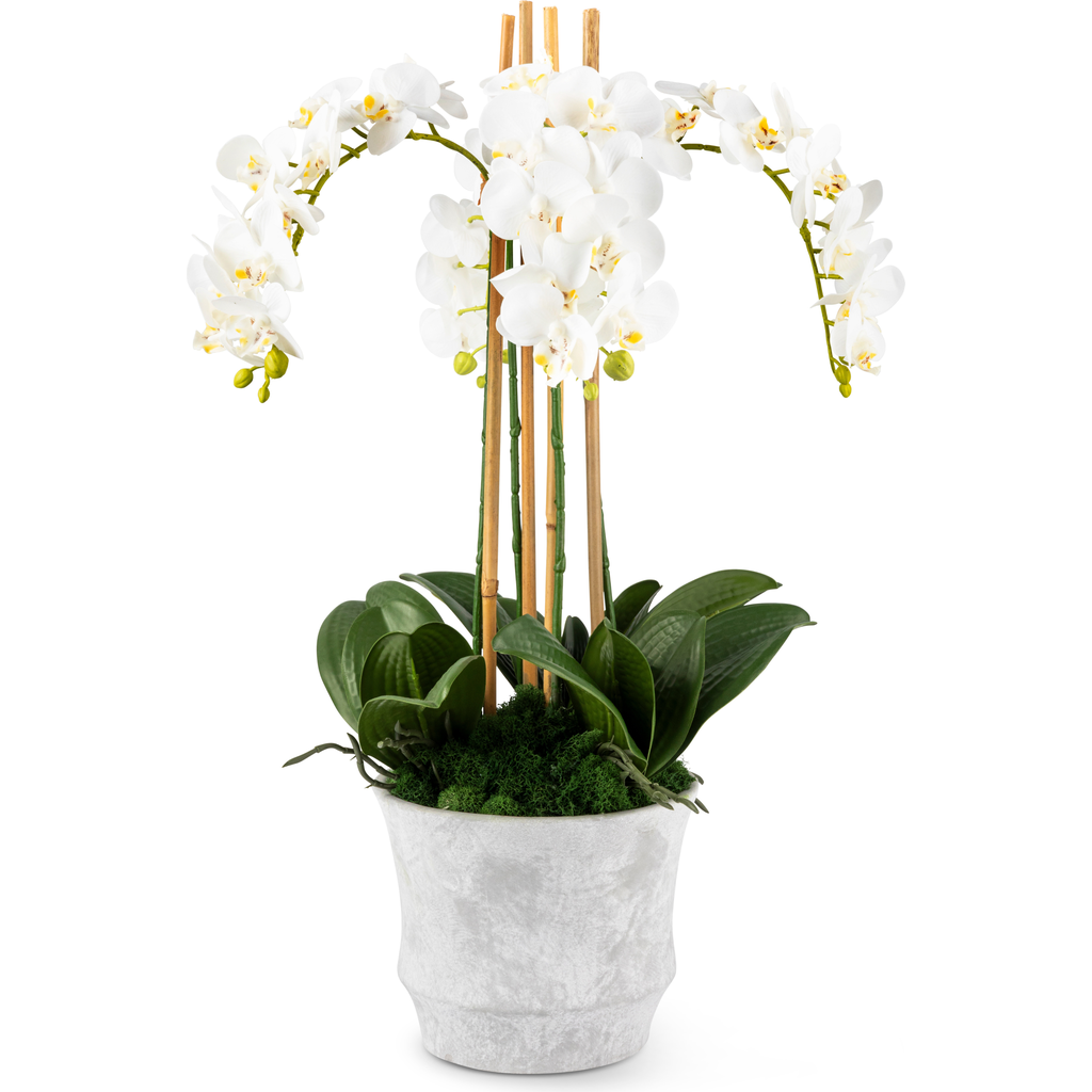 CocoBella Celeste RealTouch Orchid Arrangement in Snow  product