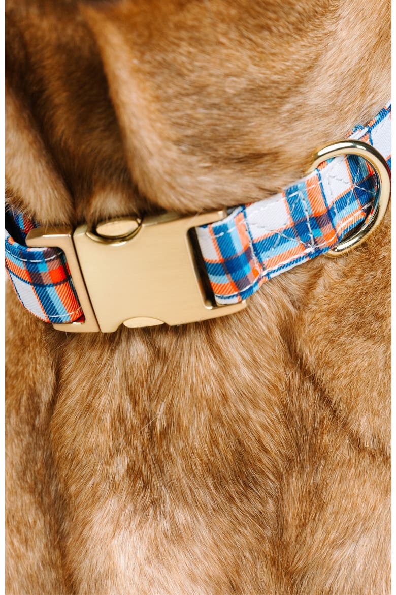 Ringo Dog Collar, Alternate, color, Ringo