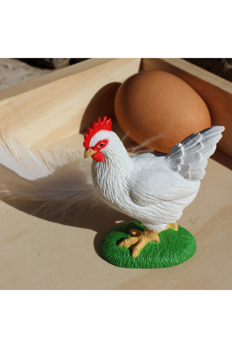 Life Cycle Of A Chicken, Alternate, color, No Color
