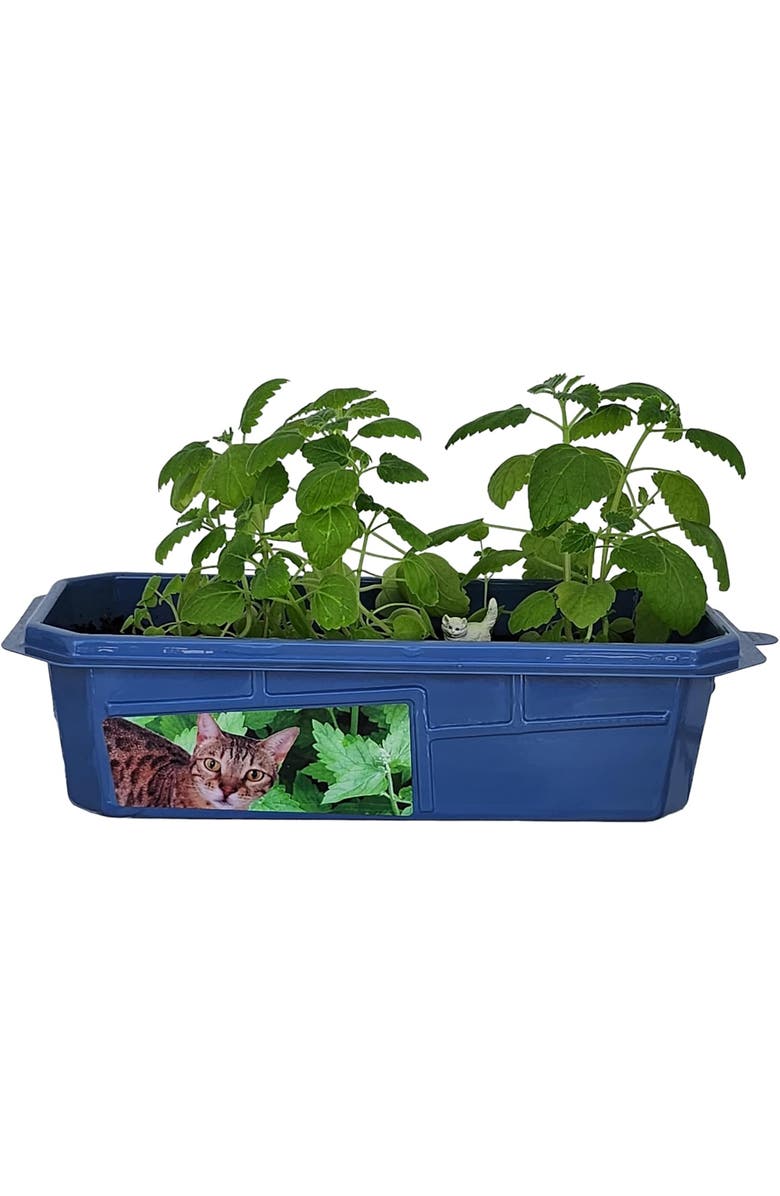 Toys By Nature Miniature Worlds Organic Catnip Windowsill Terrarium Starter Kit, Complete Supplies and Easy-to-Grow Indoor Plants, Alternate, color, NO COLOR
