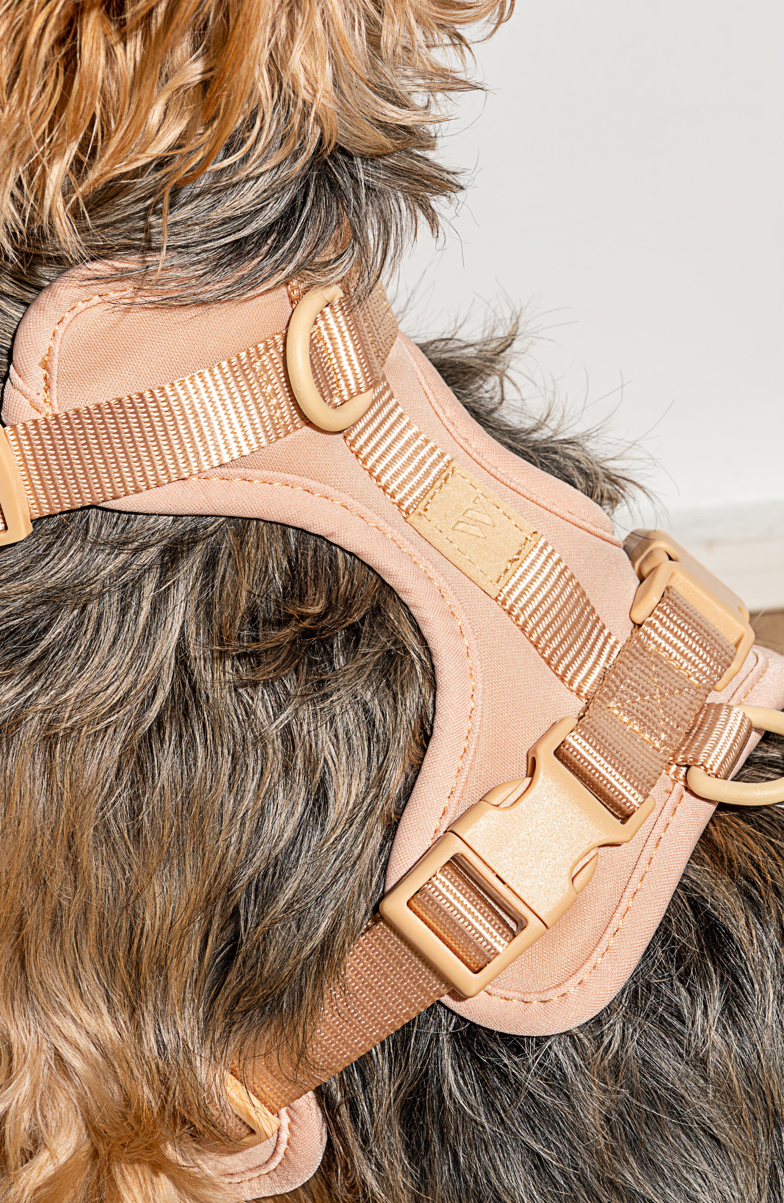 Wild One Dog Harness | Nordstromrack