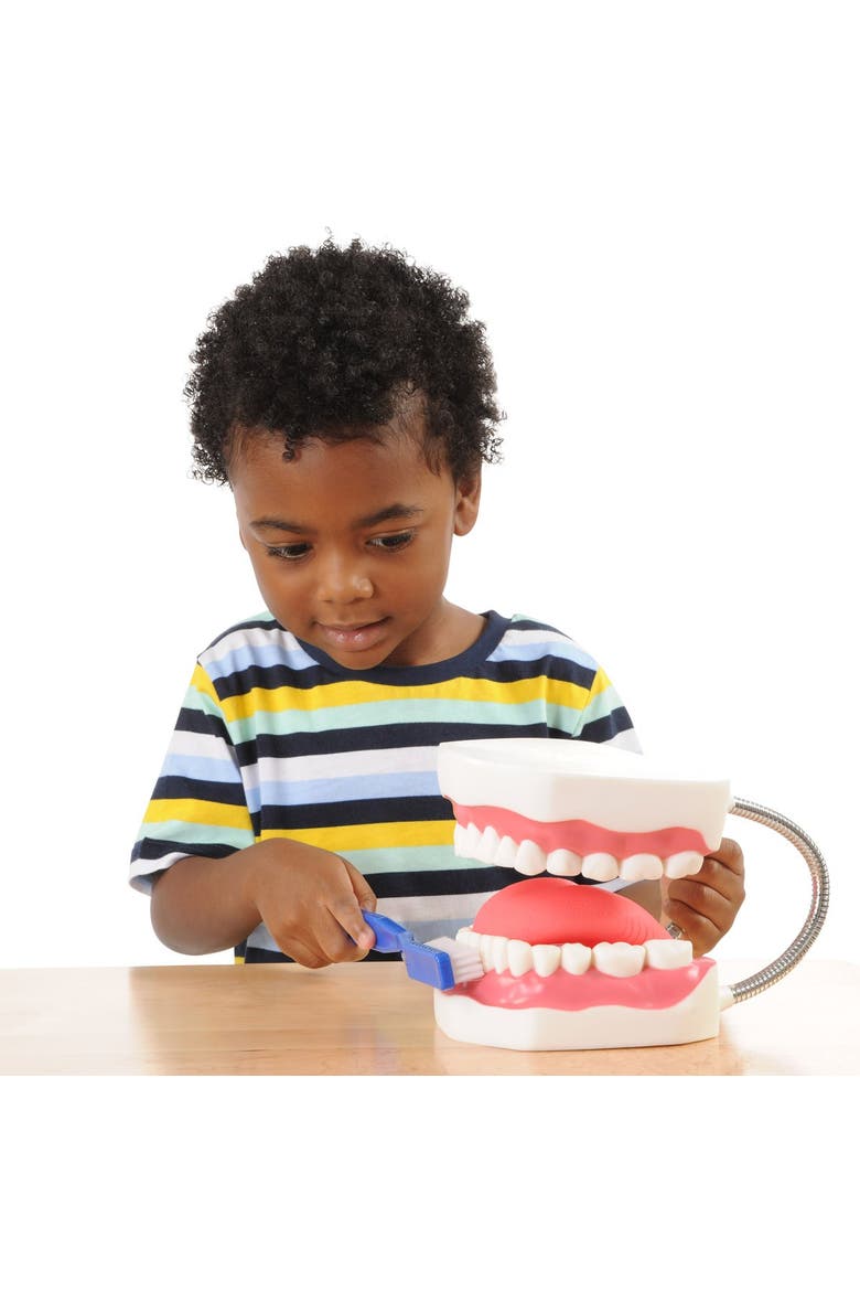 Healthy Smiles Dental Model, Alternate, color, Multicolored