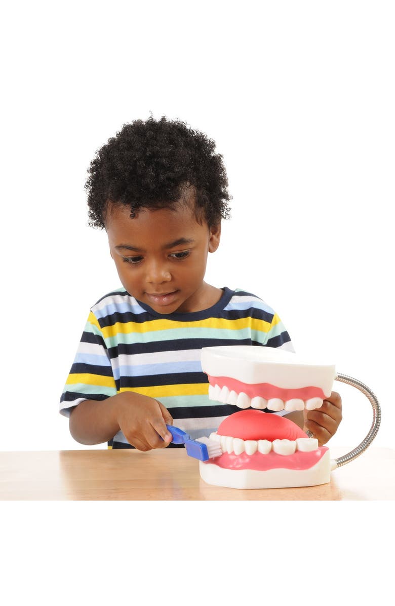 Kaplan Early Learning Company Healthy Smiles Dental Model, Alternate, color, Multicolored