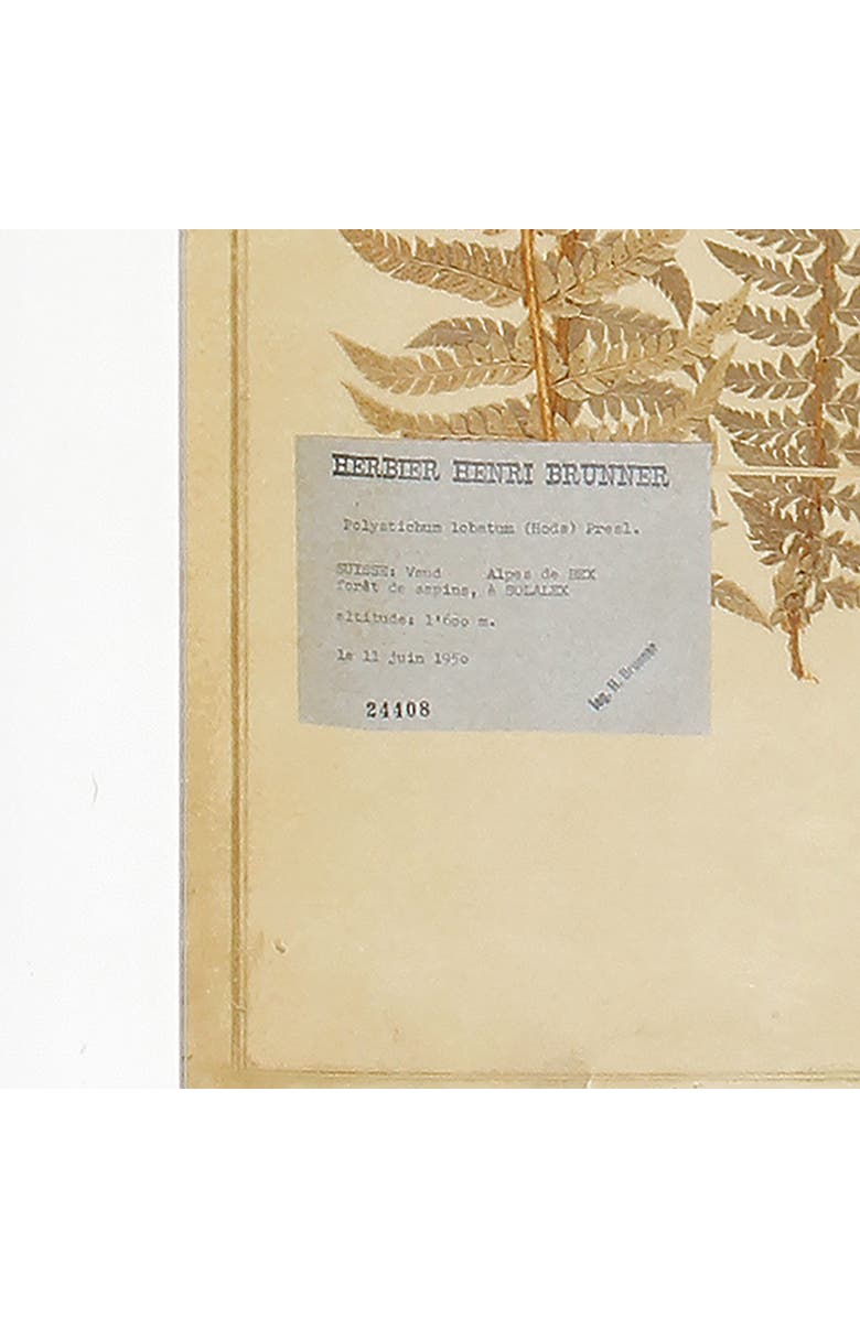 Napa Home & Garden Framed Vintage Fern Prints Set of 8, Alternate, color, Brown