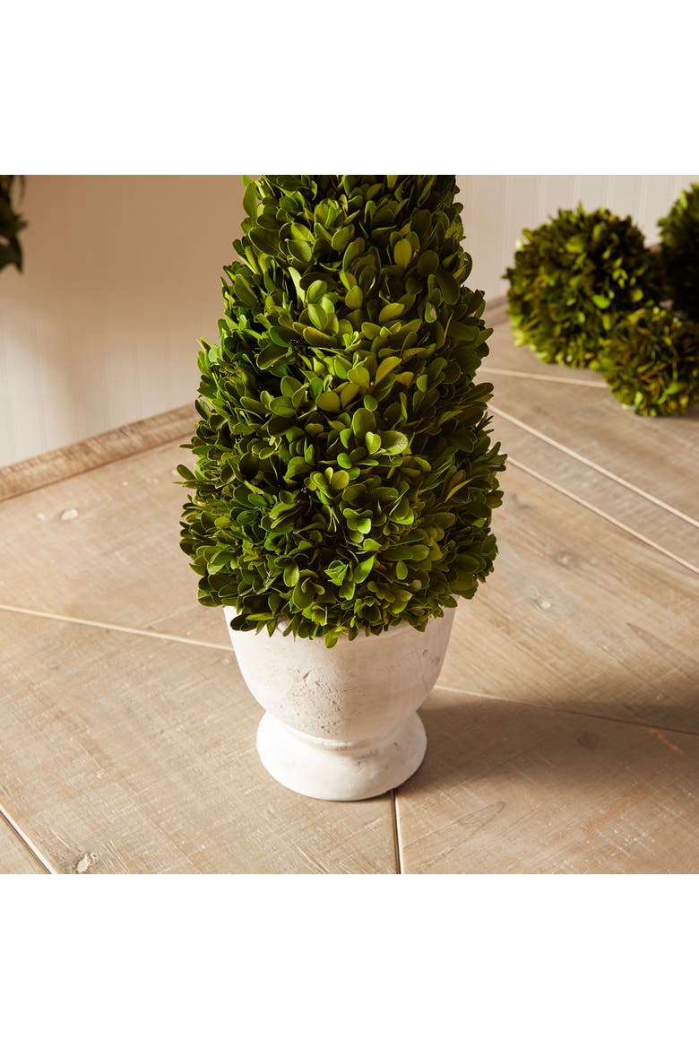 Boxwood Cone Topiary In Pot, Alternate, color, Green