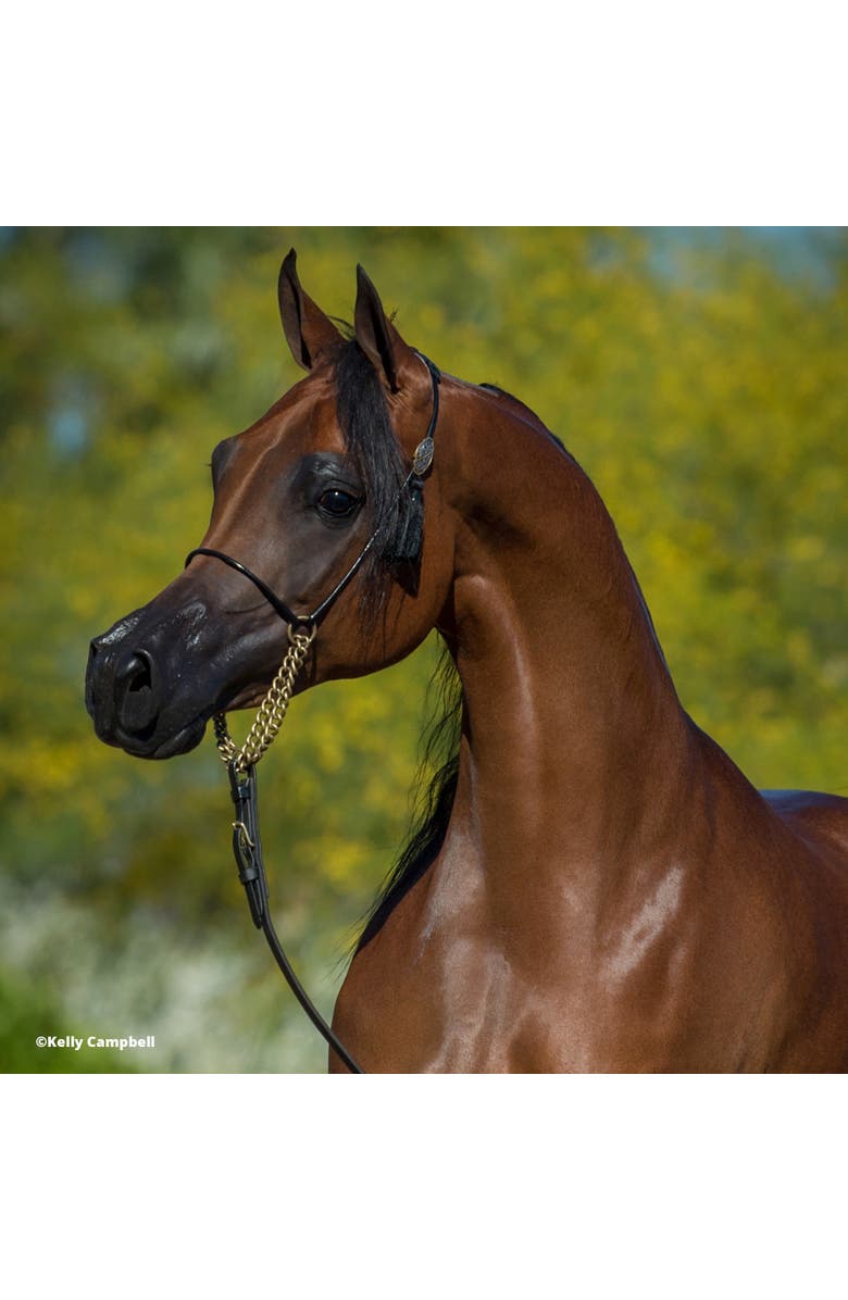 Breyer Horses The Traditional Series Rd Marciea Bey, Champion Arabian, Alternate, color,