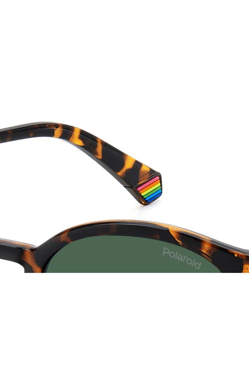 Polaroid 51mm Polarized Phantos Sunglasses In Havana/green Polar