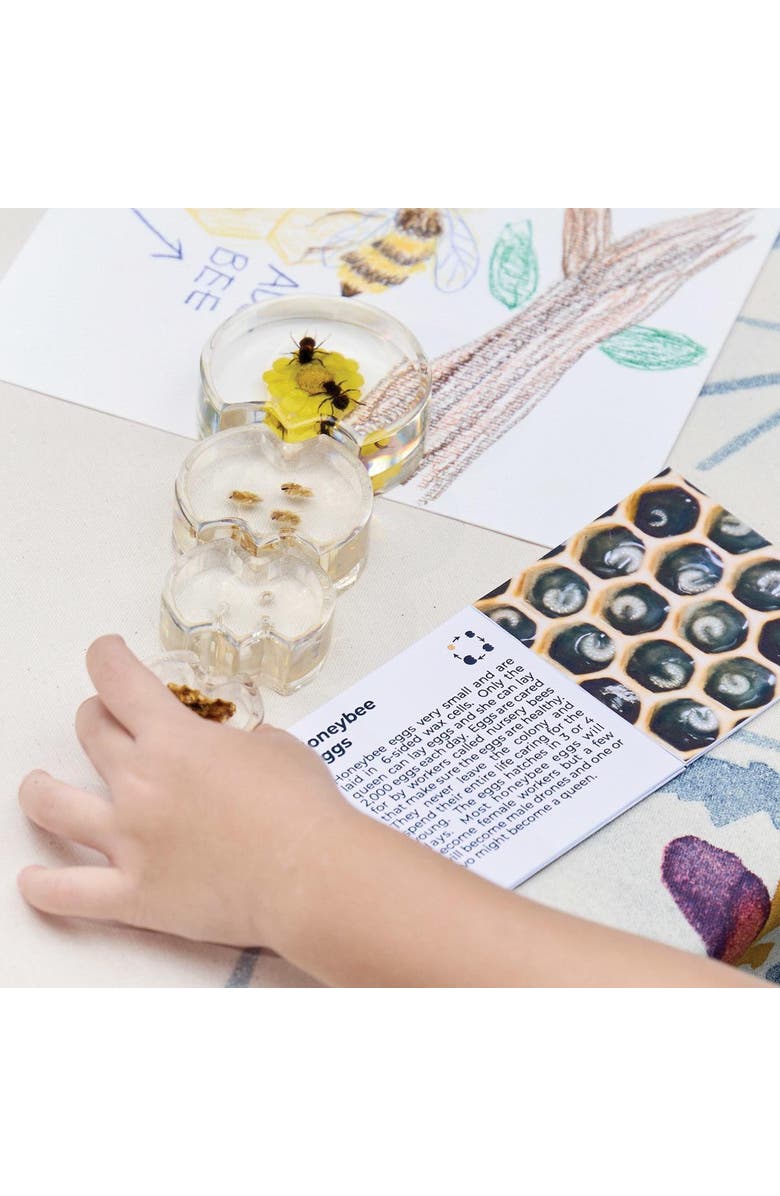 Kaplan Early Learning Company Specimen Life Cycle Puzzles - Honey Bee, Alternate, color, Multicolored