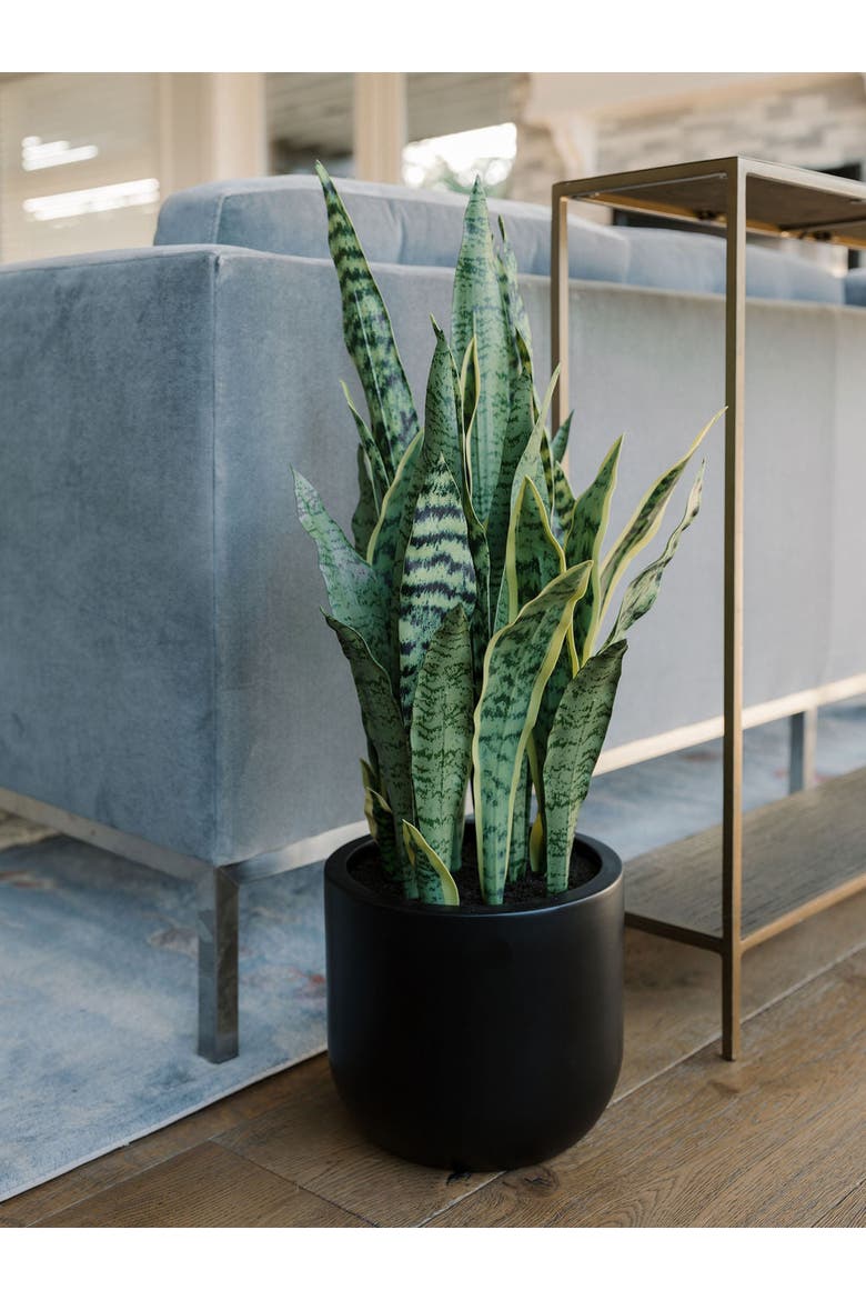 30" Snake Plant, Alternate, color, Green