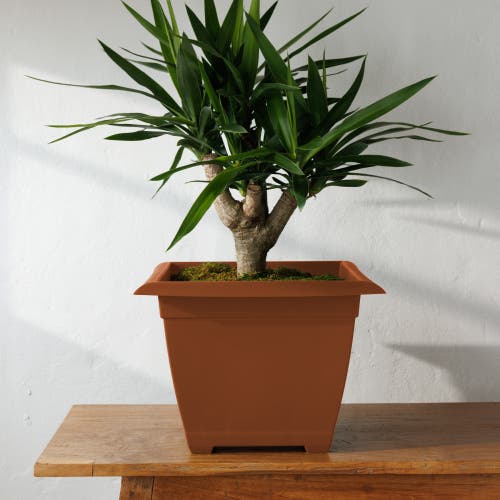 Bloem 15" Dayton Square Deck Planter, Terra Cotta In Brown