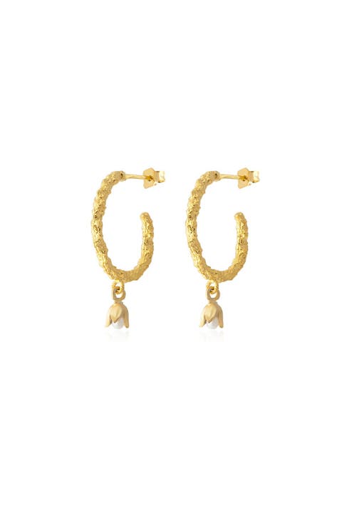 Lily Daily Hoops