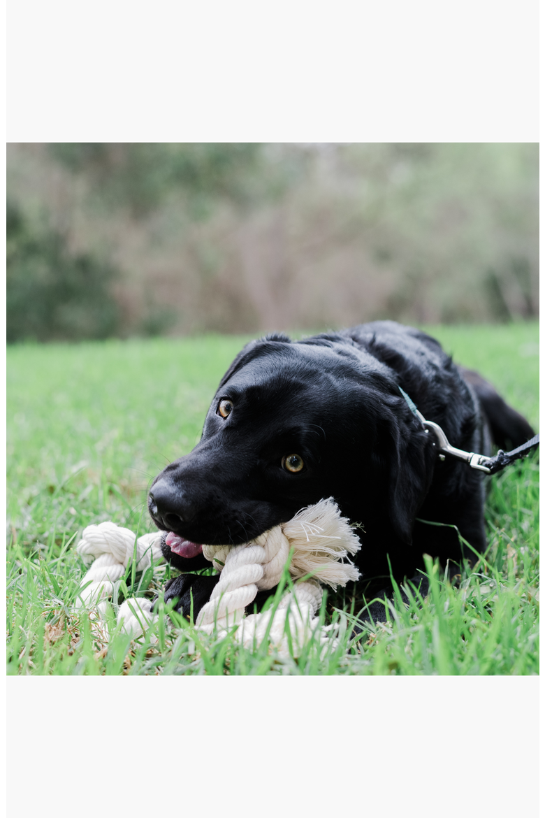 100% Organic Cotton Rope Dog Toy | USA Made, Alternate, color, 5/8" x 7" / 2 knots