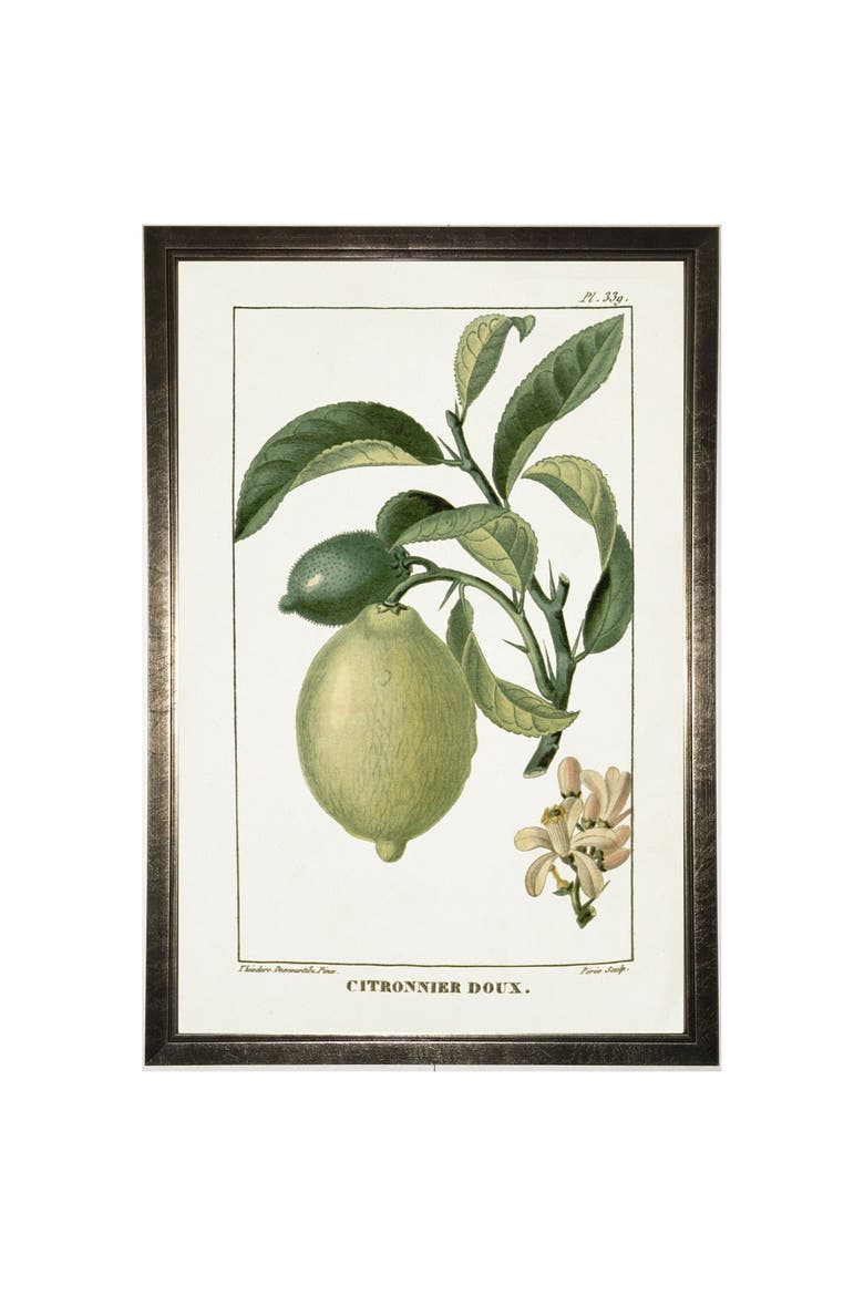 Lime Plant in Silver Frame, Main, color, Multi