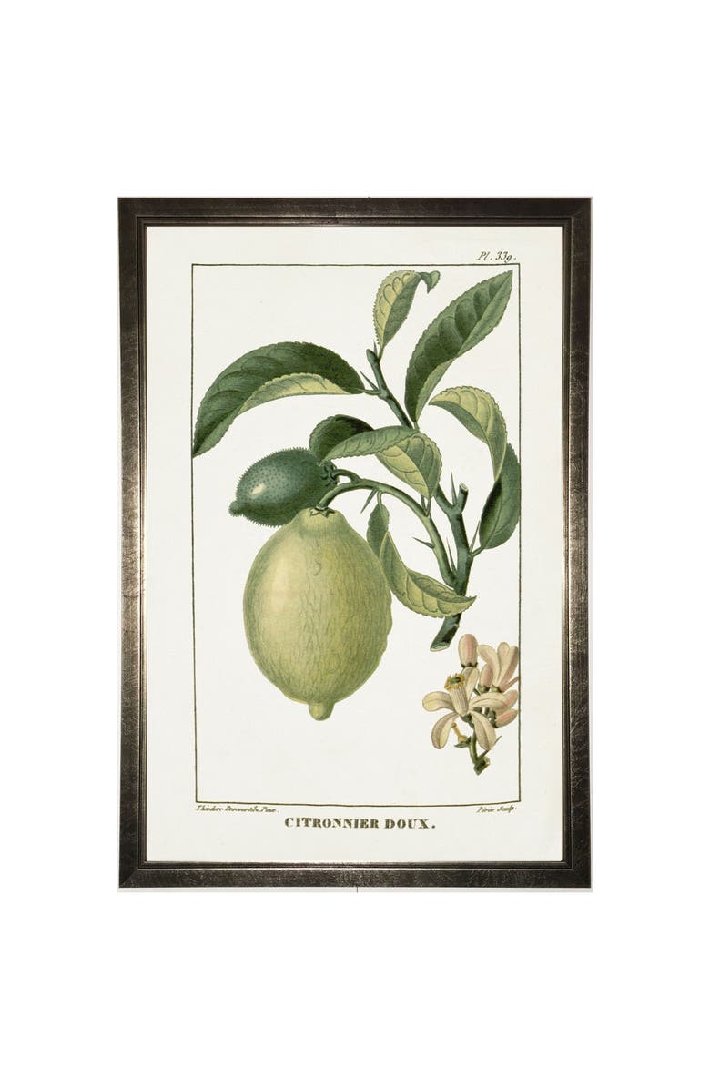 Antique Curiosities Lime Plant in Silver Frame, Main, color, Multi