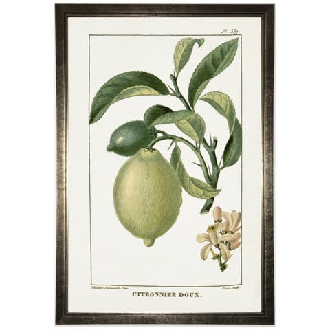 Lime Plant in Silver Frame