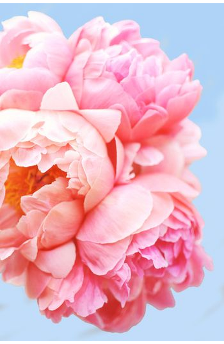 Pink Picasso Kits Perfect Petals Paint by Numbers Kit, Alternate, color, Pink / Coral