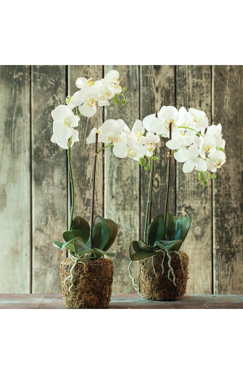 Napa Home & Garden 23" Phalaenopsis Orchid Drop-In Flower Floral Plant Root Ball Tabletop Decor, Alternate, color, White