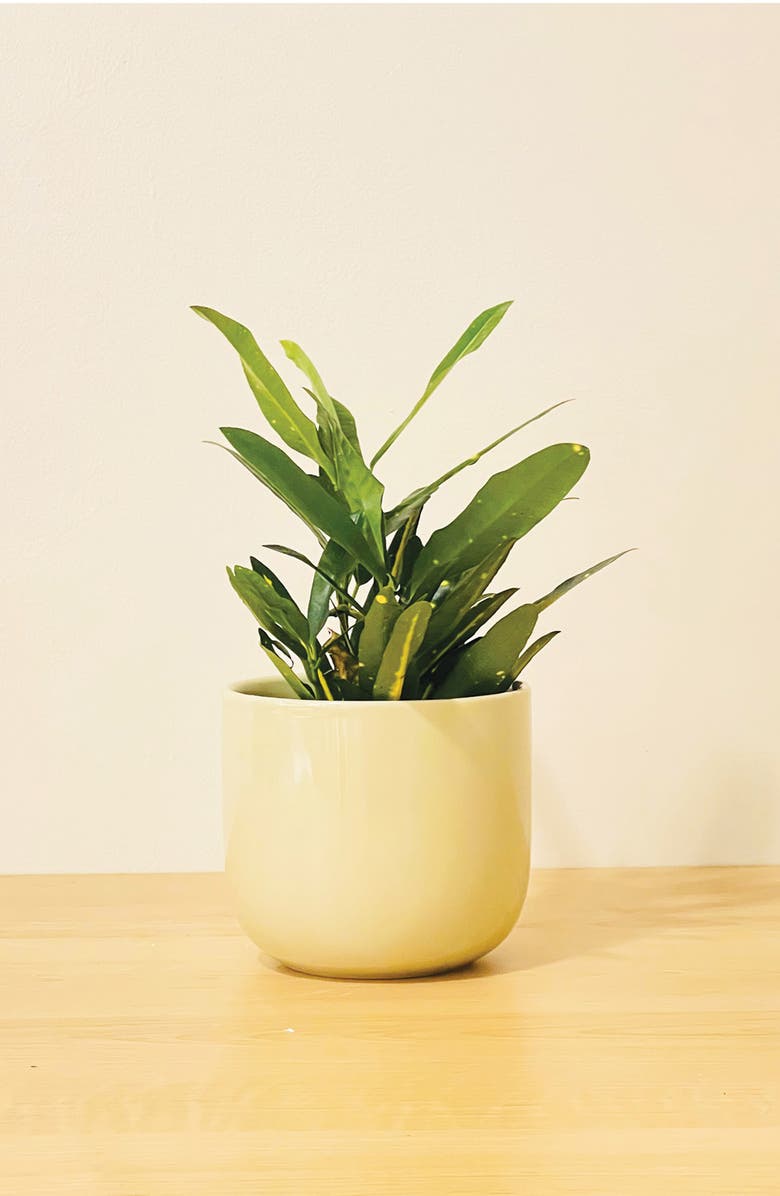 PALETTE POTS The Mug Small Glossy Ceramic Plant Pot, Alternate, color, 