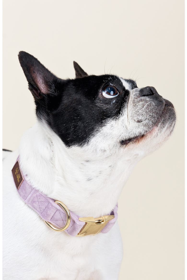 Billie Dog Collar, Alternate, color, Billie