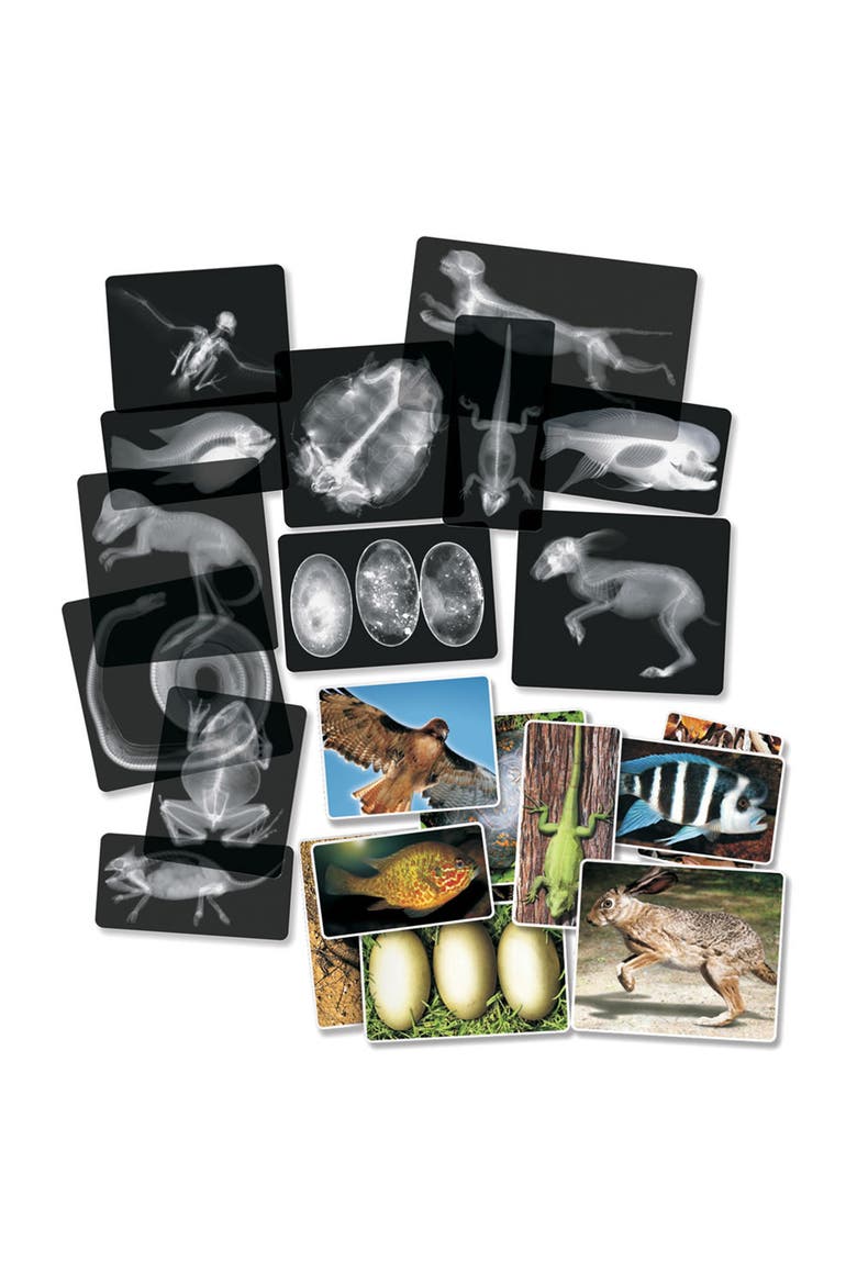 Transparent Animal X-Rays and Pictures, Main, color, Multicolor