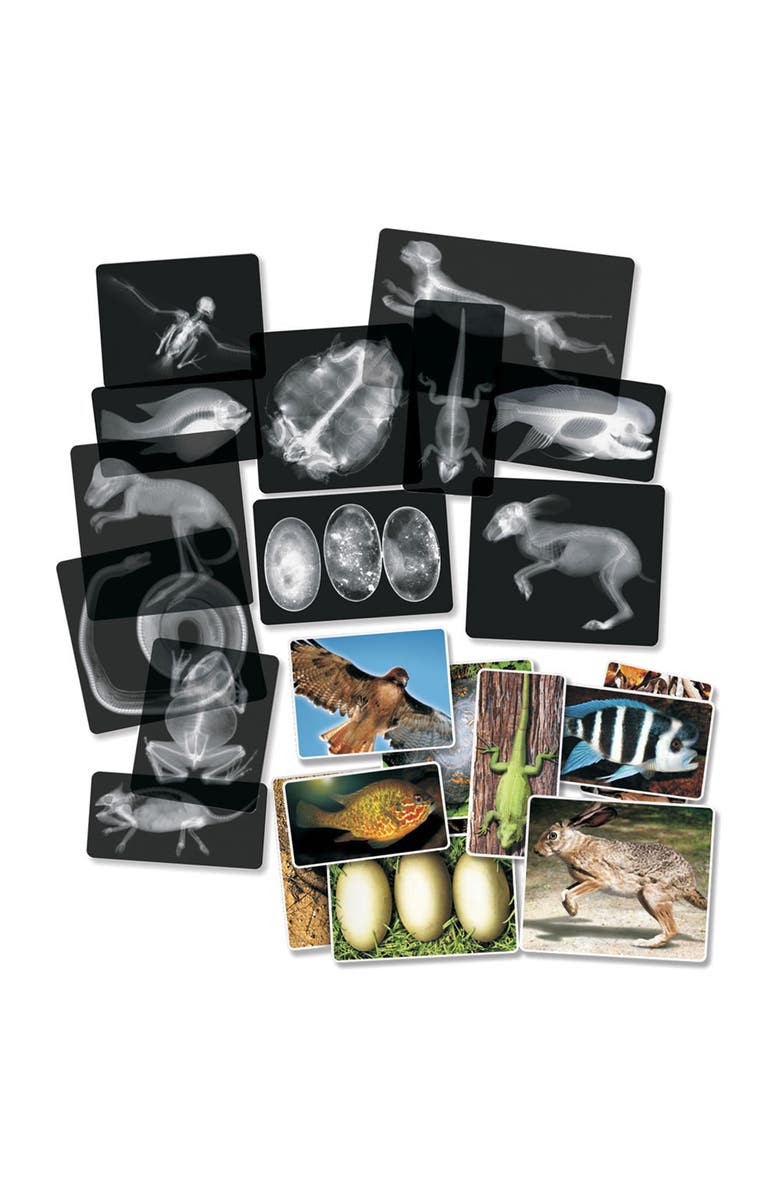 Roylco Transparent Animal X-Rays and Pictures, Main, color, Multicolor